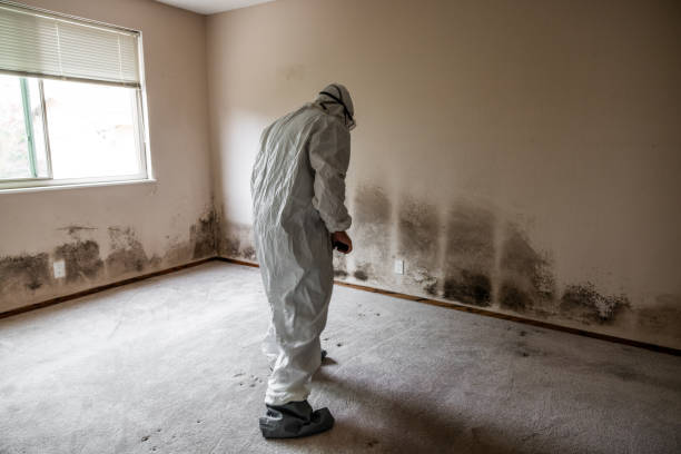 Best Commercial Mold Remediation in Andusia, AL