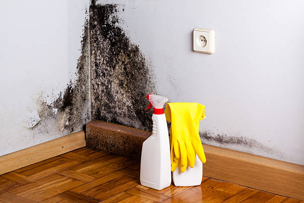 Best Residential Mold Remediation in Andusia, AL