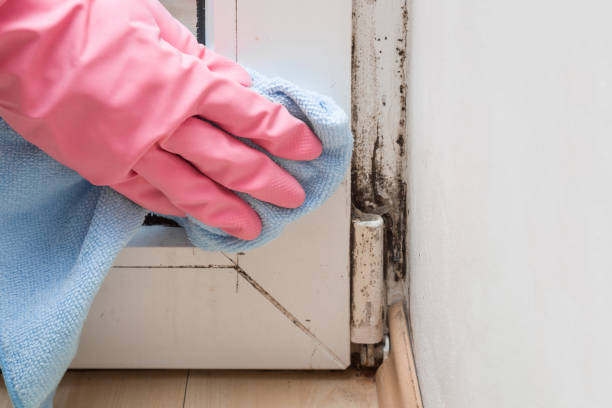 Best HVAC Mold Remediation in Andusia, AL